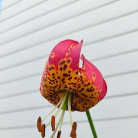 Лилейник. :: Ольга 