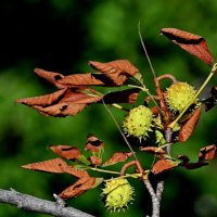 История про конский каштан... :: Николай Саржанов История про конский каштан... :: Николай Саржанов