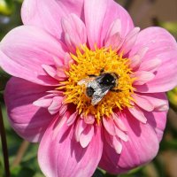 Сбор нектара :: Анатолий Шумилин Сбор нектара :: Анатолий Шумилин