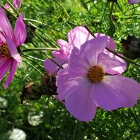 Доброе утро :: Валентина Богатко 