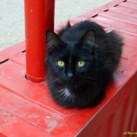 Эти глаза напротив... :: Андрей Заломленков