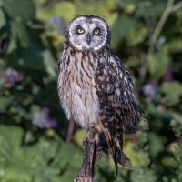 сова болотная. :: юрий макаров сова болотная. :: юрий макаров