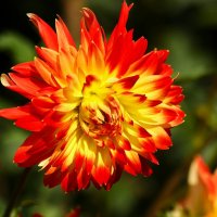 Осеннее солнце :: Юрий. Шмаков