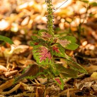Вот и осень :: Игорь Сикорский