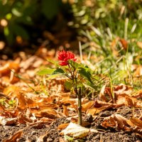 Вот и осень :: Игорь Сикорский