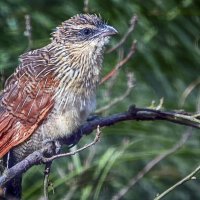 Белобровая/бурчульковая кукушка :: Андроник Александр 