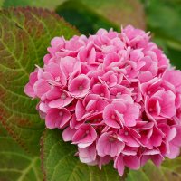 Гортензия :: Ольга 