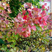 Осенние мотивы :: Елена Семигина Осенние мотивы :: Елена Семигина