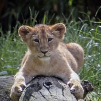 ****** :: Андроник Александр 