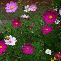 Космея :: Рита Симонова