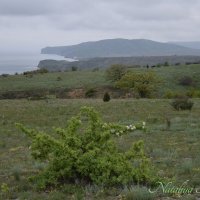 Природа Крыма :: Amazing Cosmea