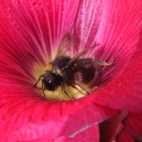 ** :: Зоя Мишина