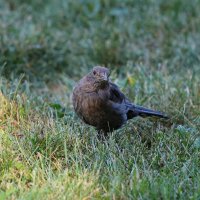Чёрный дрозд :: Светлана Тихонина