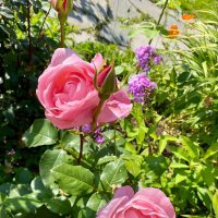 Дачные цветы :: Алевтина Дачные цветы :: Алевтина