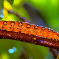 Гусеница бабочки Бражник подмаренниковый :: Aleksey Afonin