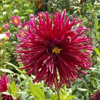 Георгин :: Freddy 97