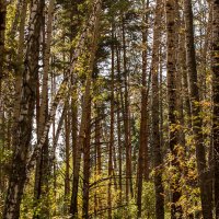 В лесу... :: Андрей Пристяжнюк