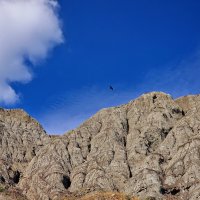 Птица в небе :: Мария Яковлева