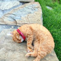 Кошачий сон :: Ирина Кошачий сон :: Ирина