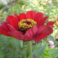 Аленький цветочек :: Венера Чуйкова