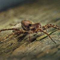 На снастях :: Андрей Финогенов