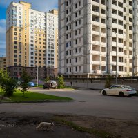 На улице с кошкой на переднем плане :: Александр Синдерёв