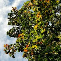 Осень :: Любимова Ольга 