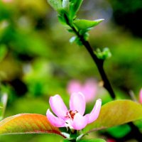 Ретite fleur :: Валерий Ретite fleur :: Валерий