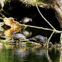 Тайный совет у озера :: Владимир Манкер Тайный совет у озера :: Владимир Манкер