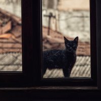 Грузинский кот просился в гости. :: Лилия .