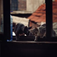 Уличные коты. :: Лилия .