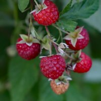 малина сентября :: краснов юрий 