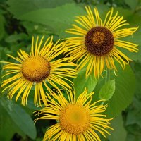 солнышки... :: Ирина С