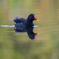 Камышница. :: Alexander Amromin Камышница. :: Alexander Amromin