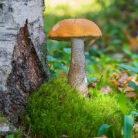 Подосиновик :: Владимир Кириченко  wlad113