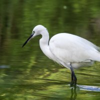 Малая белая цапля. :: Alexander Amromin