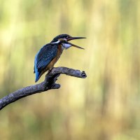 Зимородок. :: Alexander Amromin Зимородок. :: Alexander Amromin