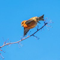 Клёст :: SanSan 