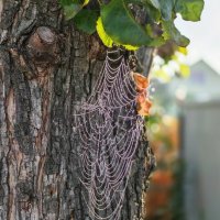 Осенняя паутинка :: Dmitry i Mary S