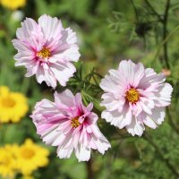 Космея дваждыперистая :: Любовь Сахарова