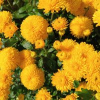 Хризантема - королева осени :: Любовь Сахарова Хризантема - королева осени :: Любовь Сахарова