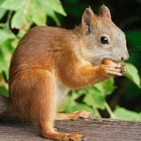 Белка :: Лина 