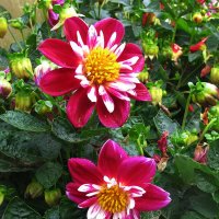 Красавицы :: Людмила Смородинская Красавицы :: Людмила Смородинская