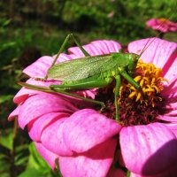 Любитель красоты :: Людмила Смородинская