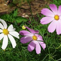 Космея :: Рита Симонова