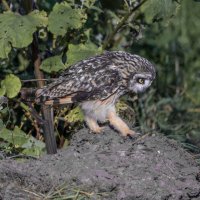 сова болотная :: юрий макаров