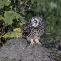 сова болотная. :: юрий макаров