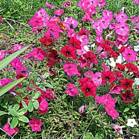 Цветы. :: Владимир Драгунский