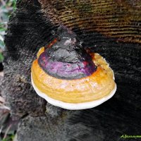 Трутовик окаймлённый (сосновый) :: Андрей Заломленков