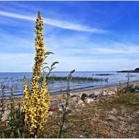 Коровяк на берегу залива. :: Валерия Комова Коровяк на берегу залива. :: Валерия Комова